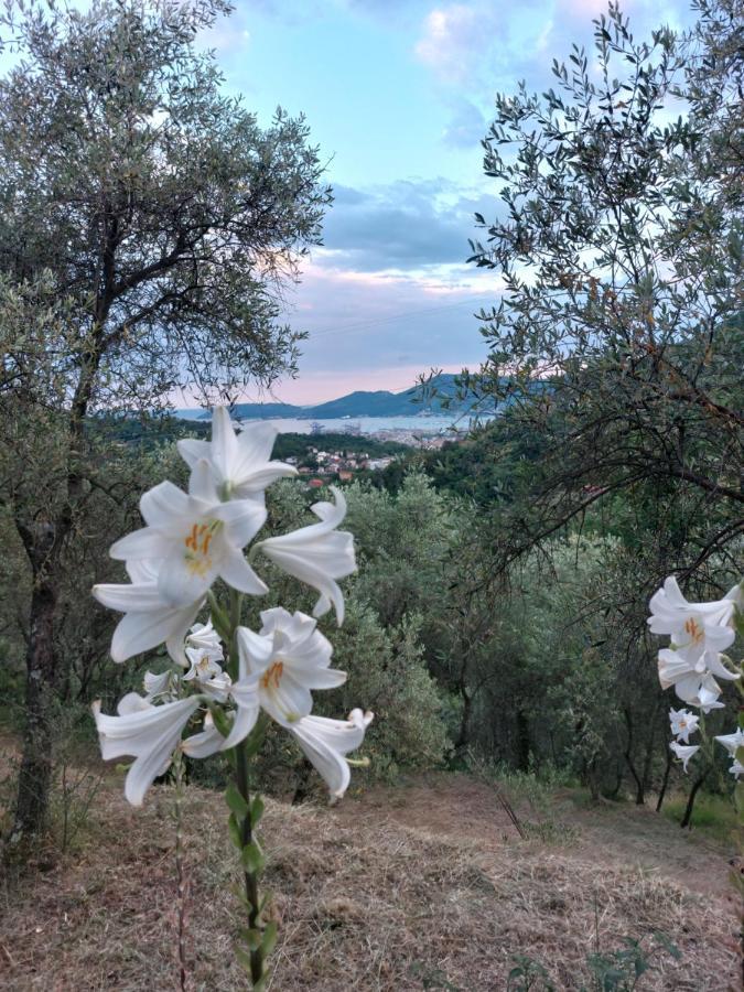 Agriturismo Oliva Azzurra Villa Valeriano Lunense Eksteriør billede